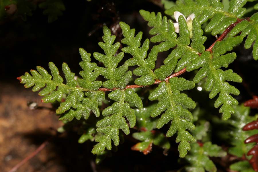 Notholaena Species, Grays Cloak Fern