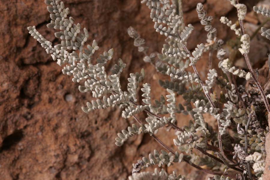 Notholaena Species, Greggs Cloak Fern