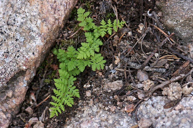 Woodsia Species, Plummers Cliff Fern, Flower Cup Fern