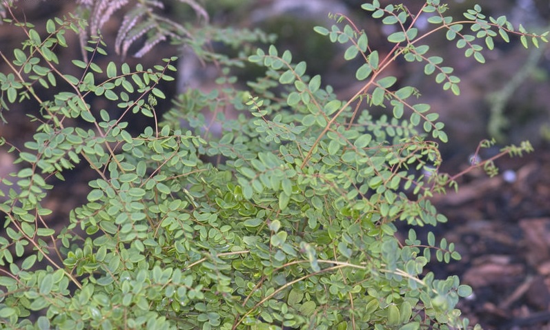 Pellaea Species, Coffee Fern, Coffee Cliffbrake, Coffee Cliff-brake