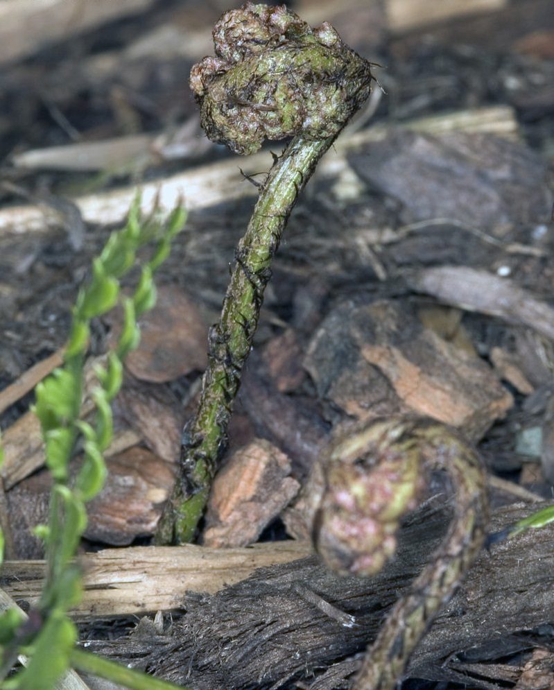 Manta-winged Autumn Fern