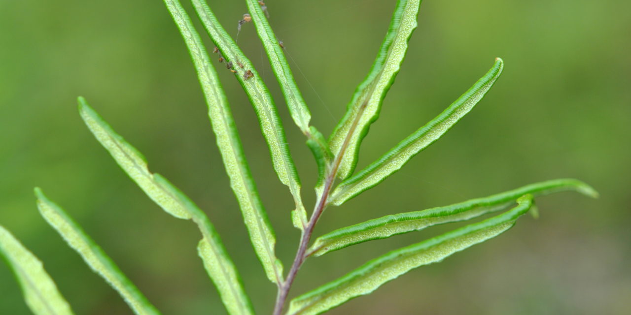 Goldenrod Fern, Threeleaf Goldback Fern