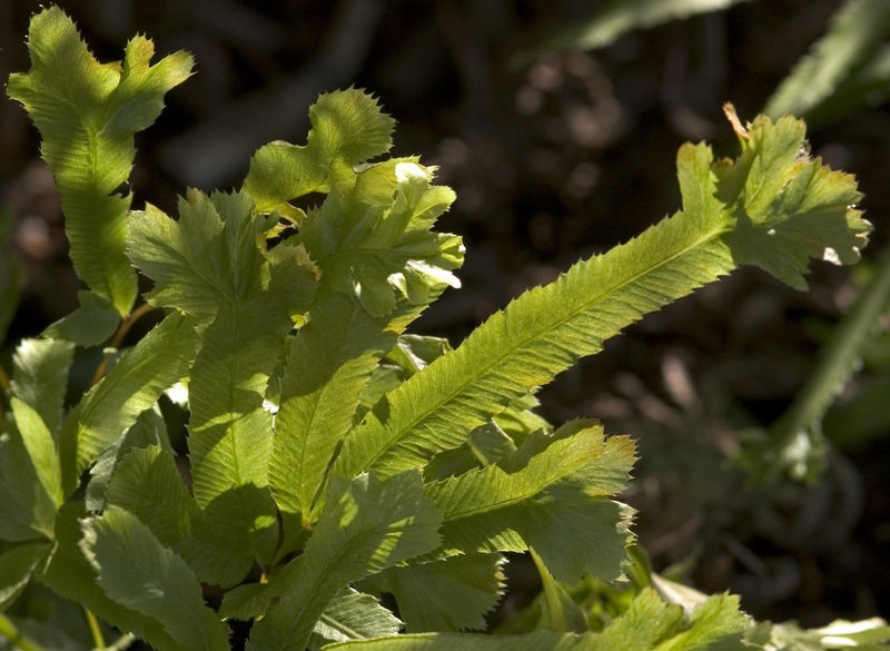 Birds Foot Fern, Cretan Brake, Table Fern Rowerii