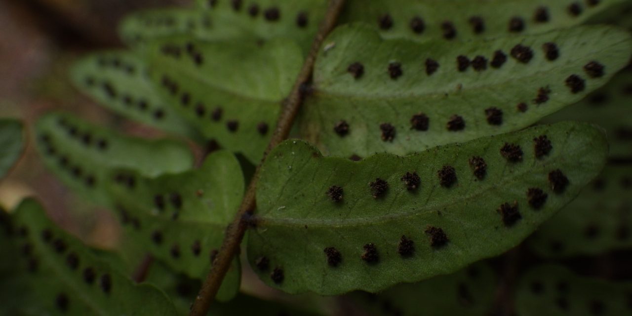 Goniopteris Species, Heartleaf Maiden Fern