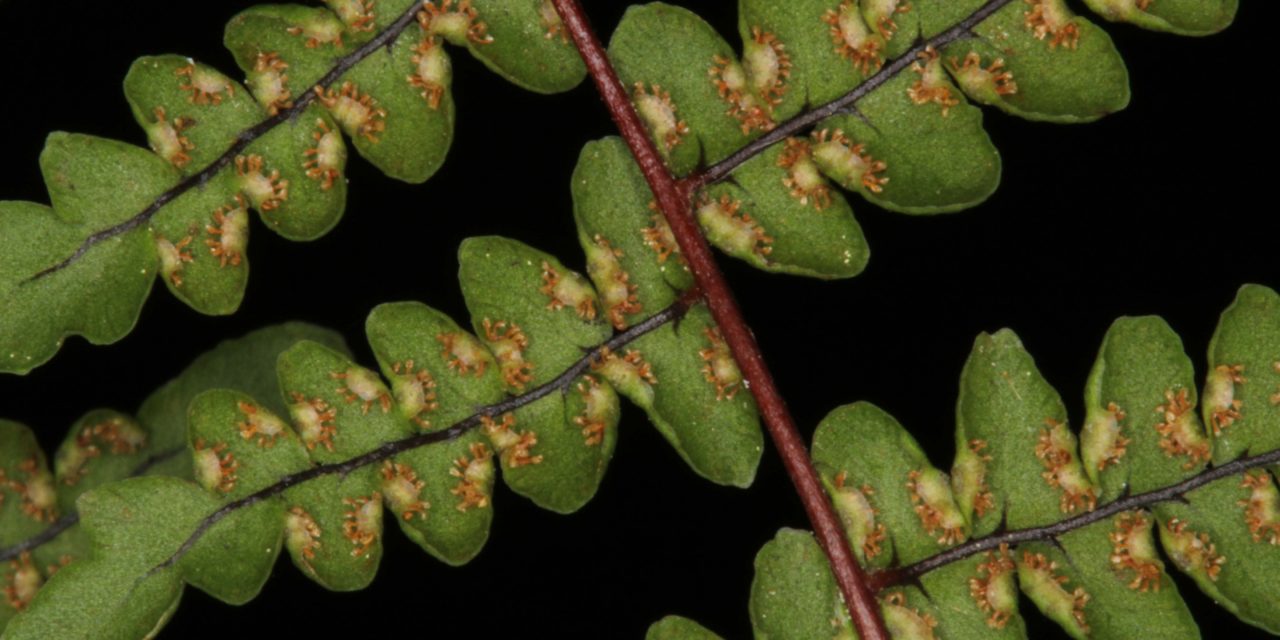 Adiantopsis Species, Argentine False Maidenhair Fern