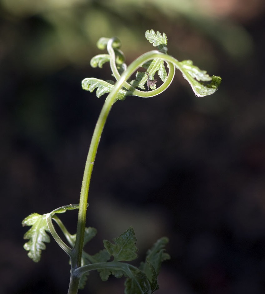 Tectaria Species, Button Fern