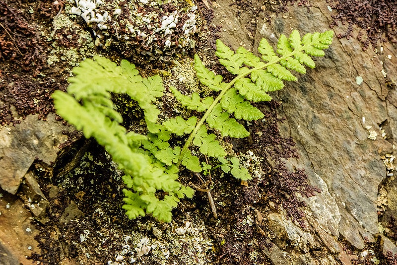 Woodsia Species, Rusty Cliff Fern, Rusty Woodsia