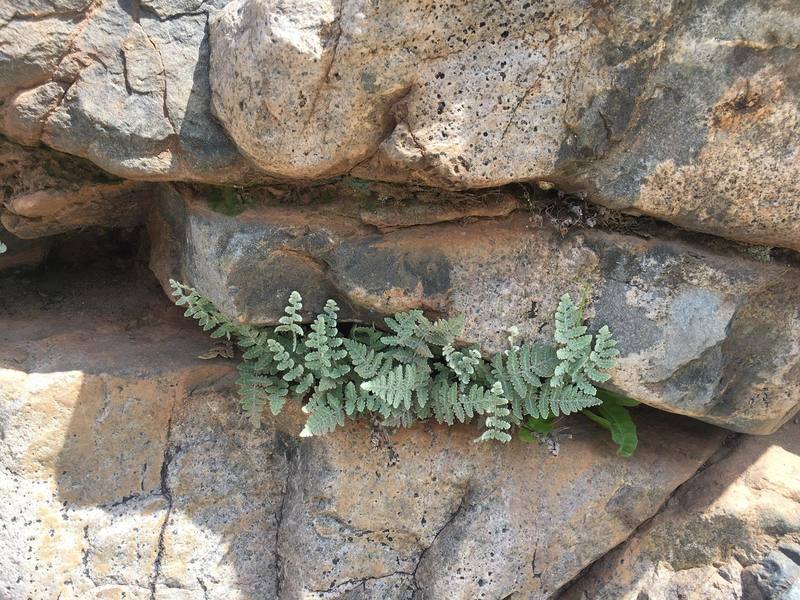Myriopteris Species, Cotton Fern, Newberrys Cloak Fern, Newberrys Lipfern