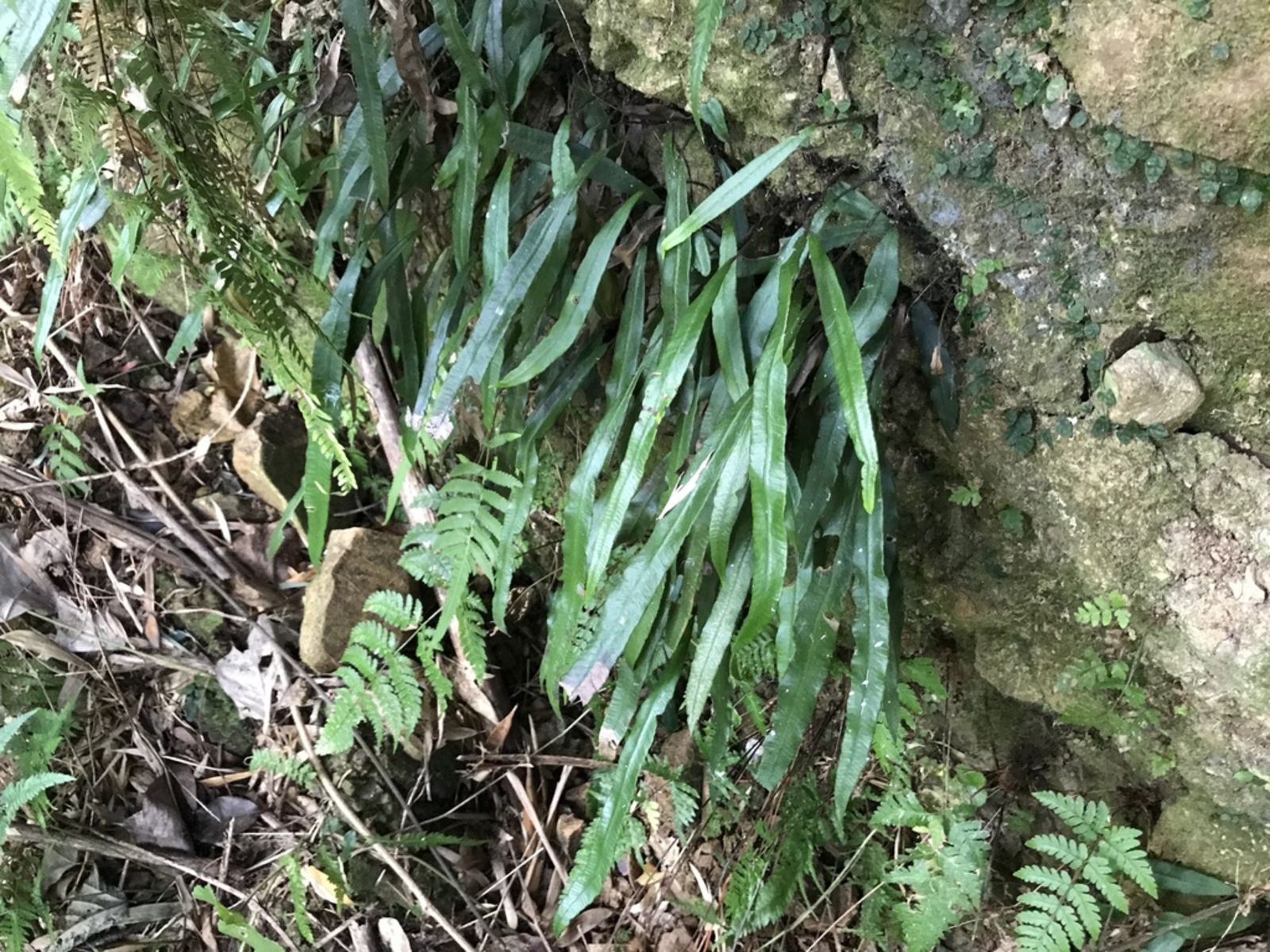 Deparia Species, False Spleenwort