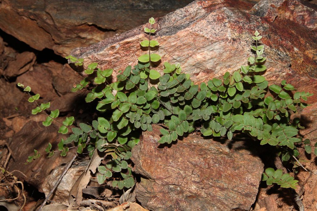 Mouse-ear Fern