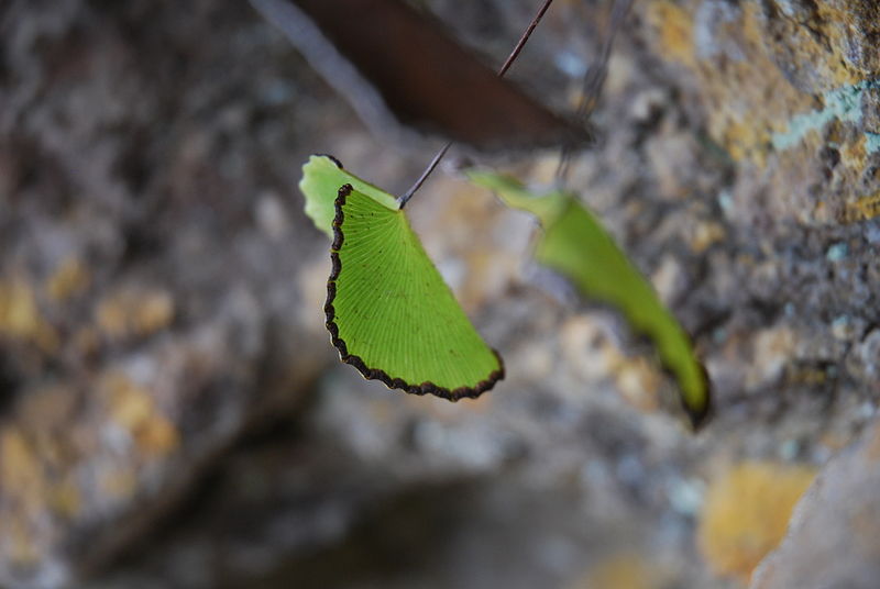 Lotusleaf Maidenhair Fern
