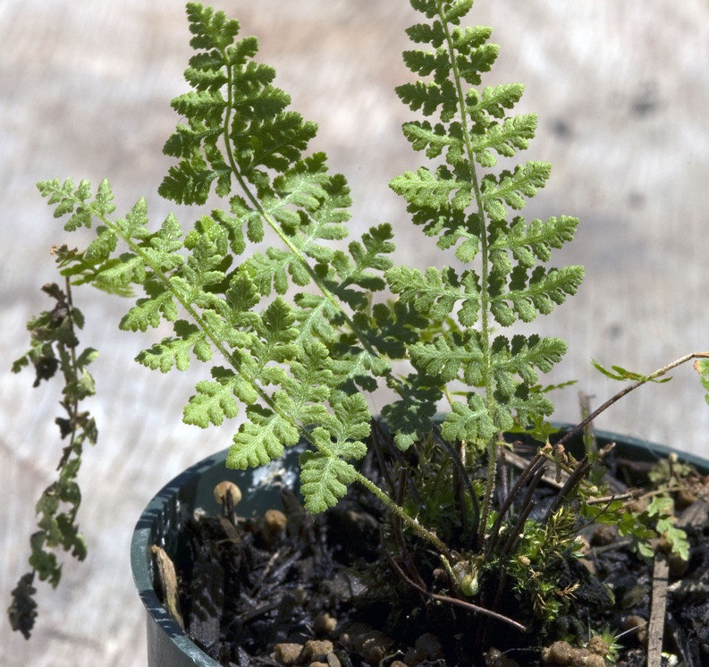 Woodsia Species, Rocky Mountain Cliff Fern, Rocky Mountain Woodsia