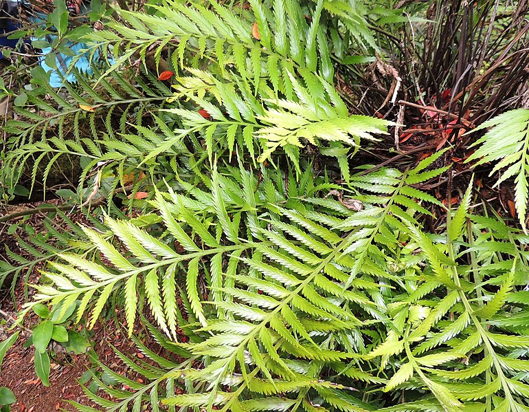 Asplenium Species, Southern Shore Spleenwort