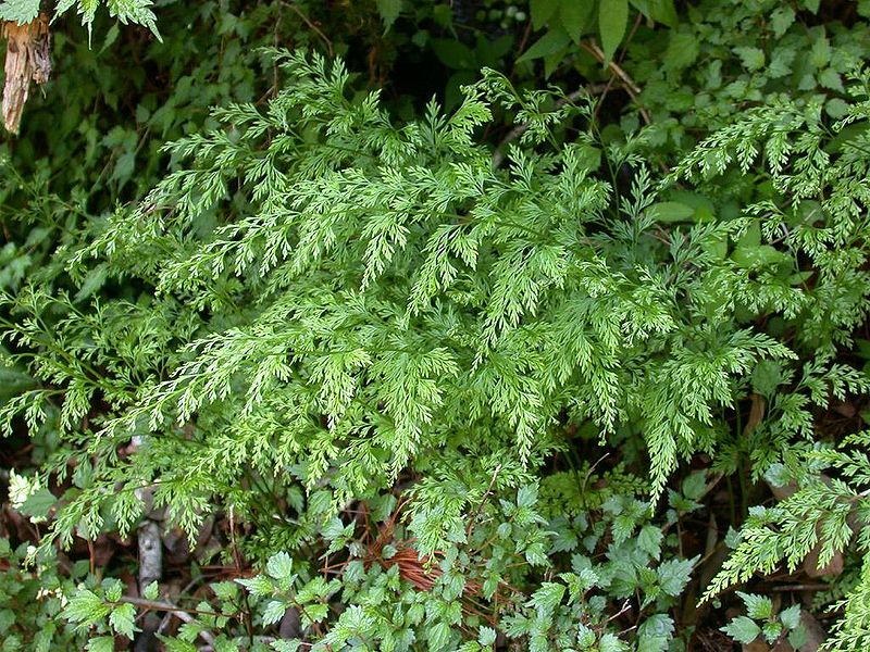 Carrot Fern, Japanese Claw Fern
