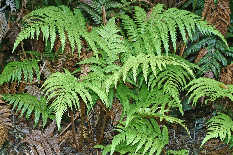 Dicksonia Species, Tree Fern, Tuokura