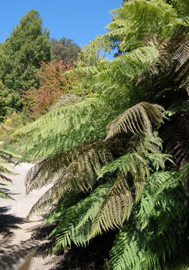 Dicksonia Species, Bristly Tree Fern