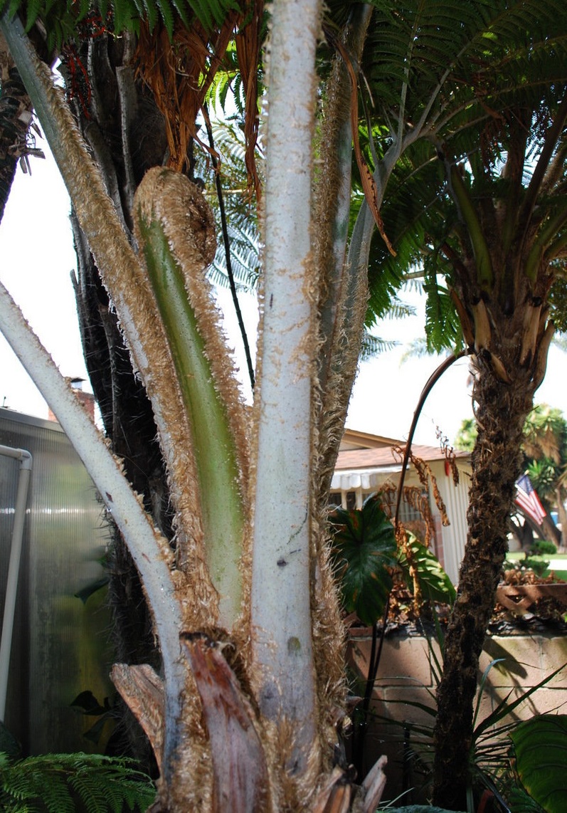 Sphaeropteris Species, Tree Fern Sphaeropteris robusta