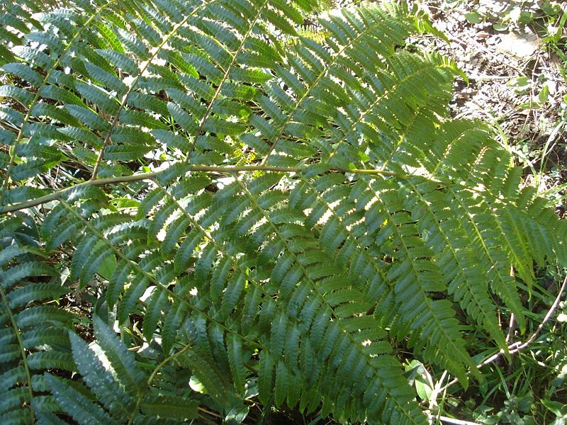 Cyathea Species, Scaly Tree Fern