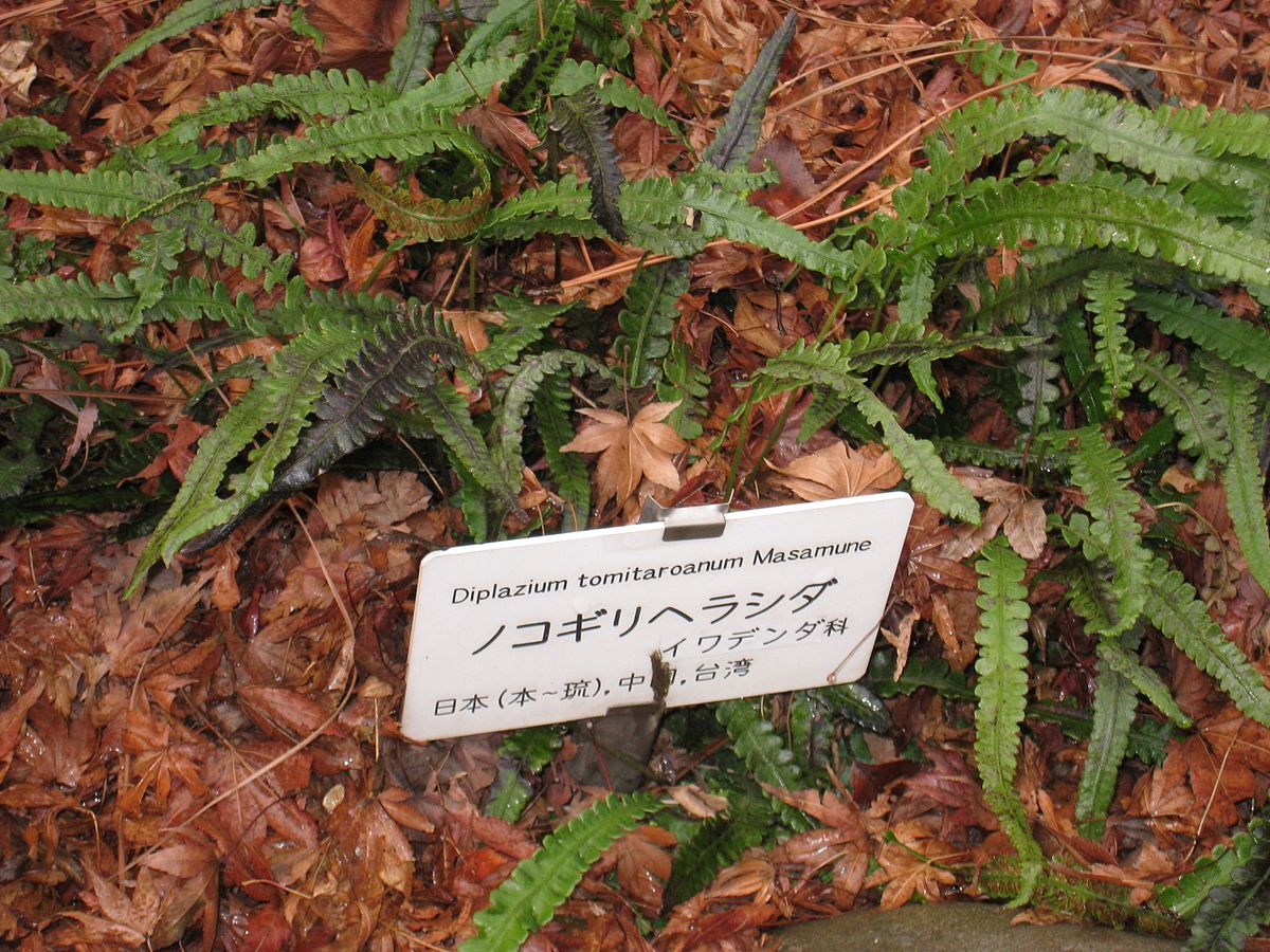 Deparia Species, Saw Fern
