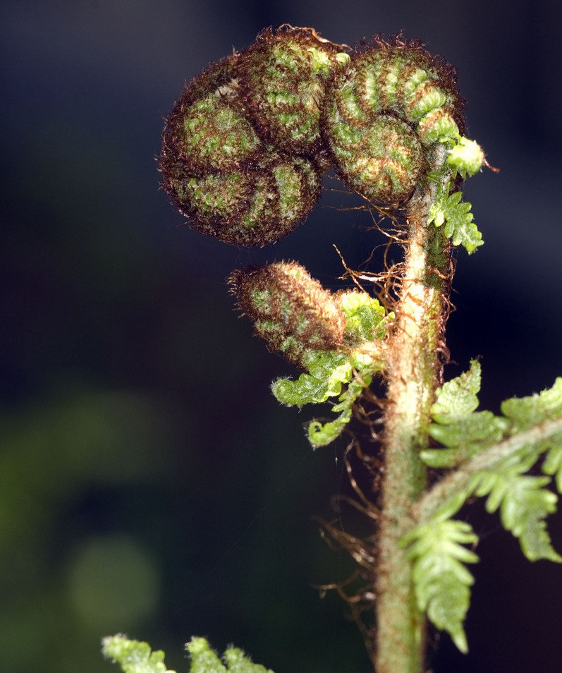 Sphaeropteris Species, Tree Fern Sphaeropteris novae-caledoniaeOeosporangium Species