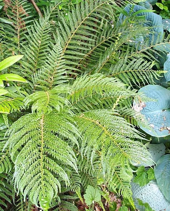 Soft Shield Fern Plumosum Bevis