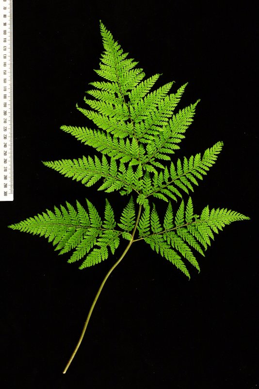 Creeping Shield Fern