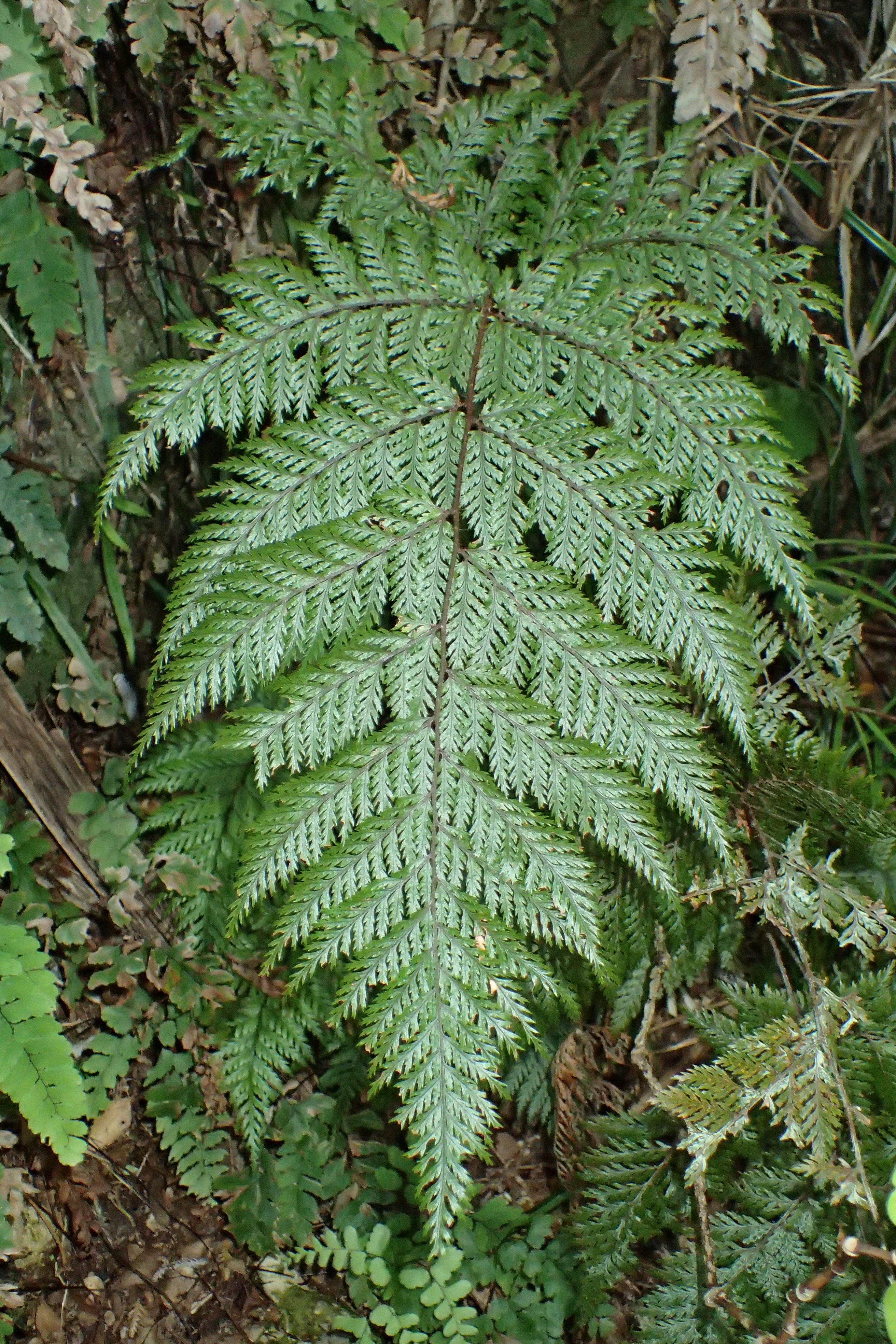 Bristly Shield Fern