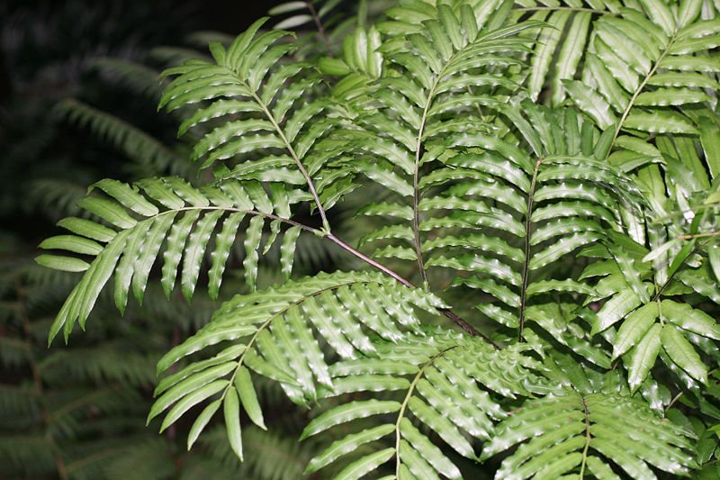 King Fern, Para, Horseshoe Fern