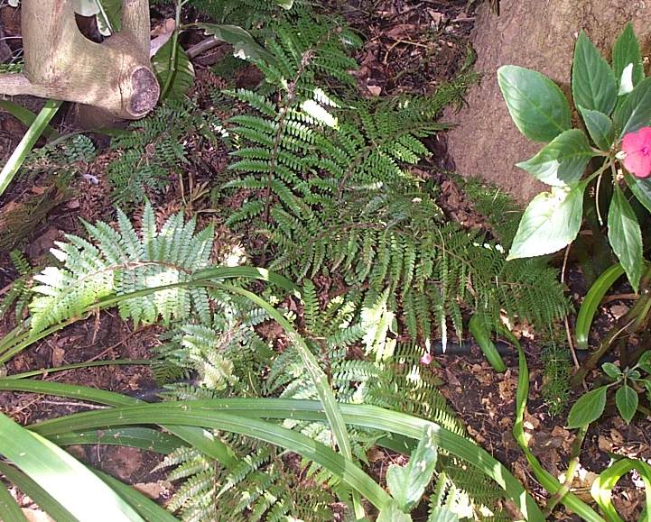 Mountain Shield Fern