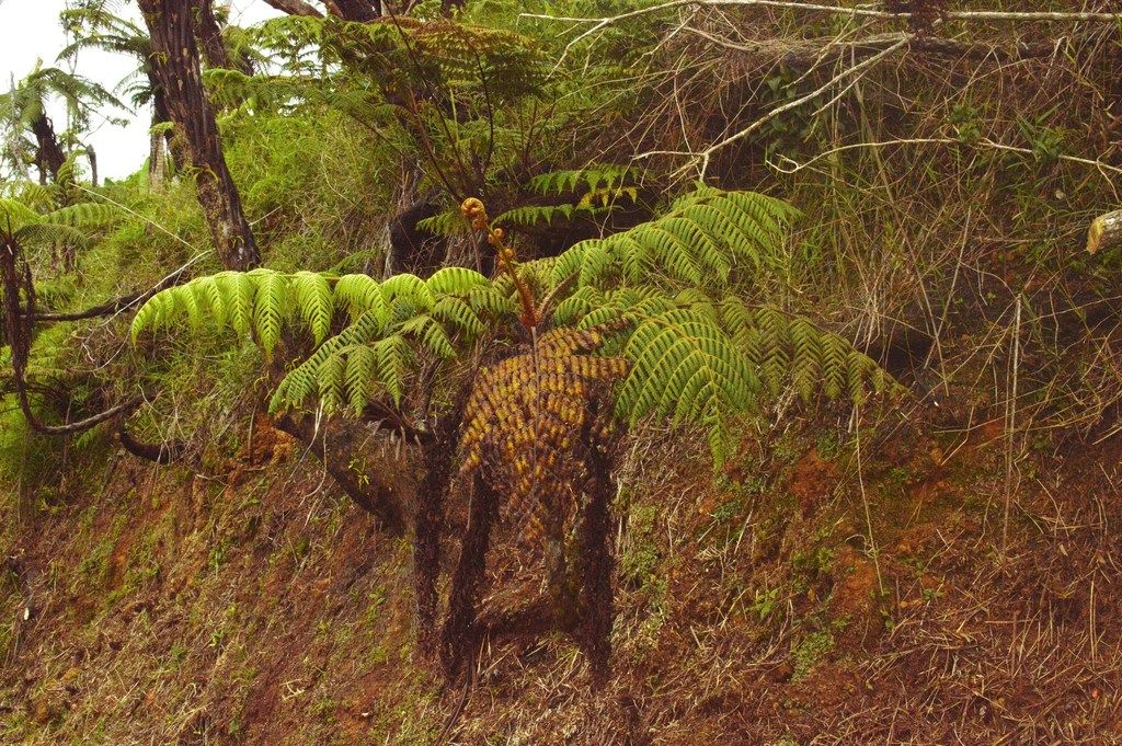 Cyathea Species, Tree Fern