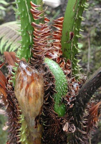 Cyathea Species, Tree Fern Cyathea bicrenata