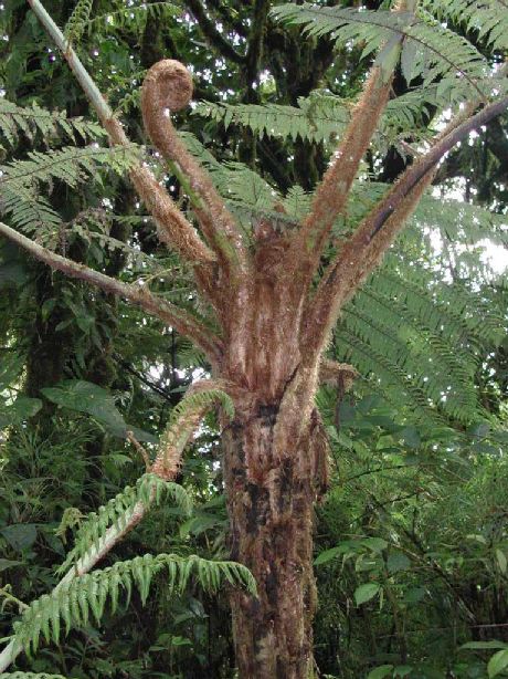 Sphaeropteris Species, Tree Fern Sphaeropteris brunei