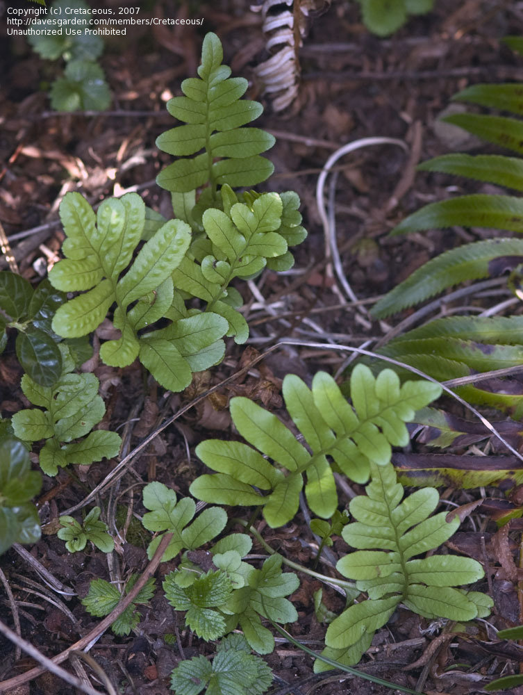 Polypodium Species, California Polypody