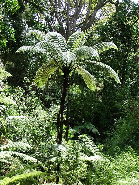 Sphaeropteris Species, Tree Fern Sphaeropteris fugax