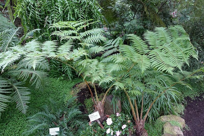Alsophila Species, Tree Fern Alsophila incisoserrata