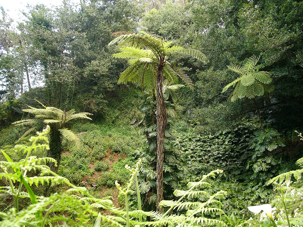 Sphaeropteris Species, Tree Fern Sphaeropteris magna