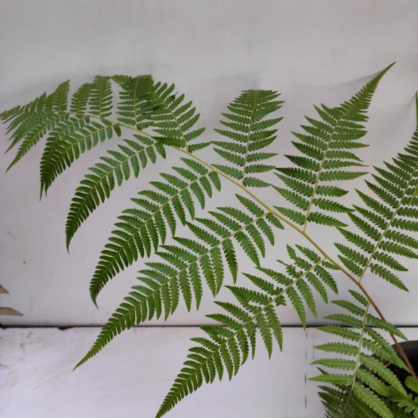 Cibotium Species, Golden Chicken Fern, Scythian Lamb, Woolly Fern,