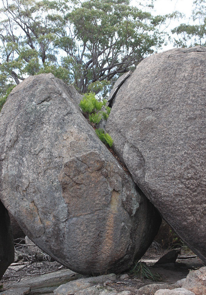 Davallia Species, Australian Hares Foot Fern
