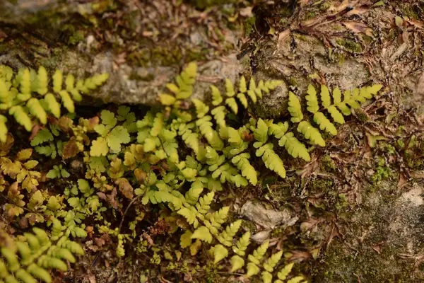 Oeosporangium Species Oeosporangium kuhnii