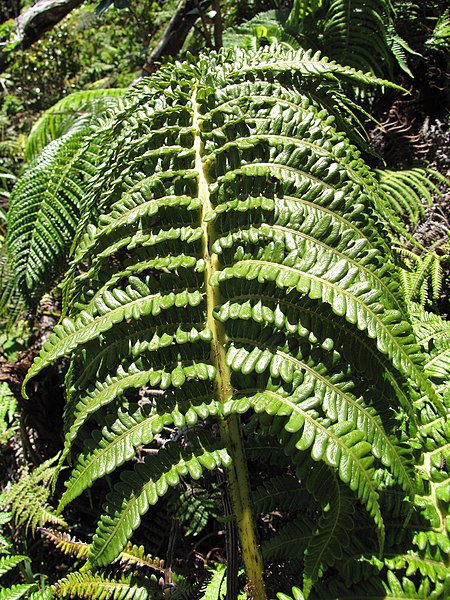 Amau   Dicksonia thyrsopteroides
