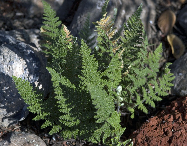 Myriopteris Species, Bead Fern, Covilles Lipfern