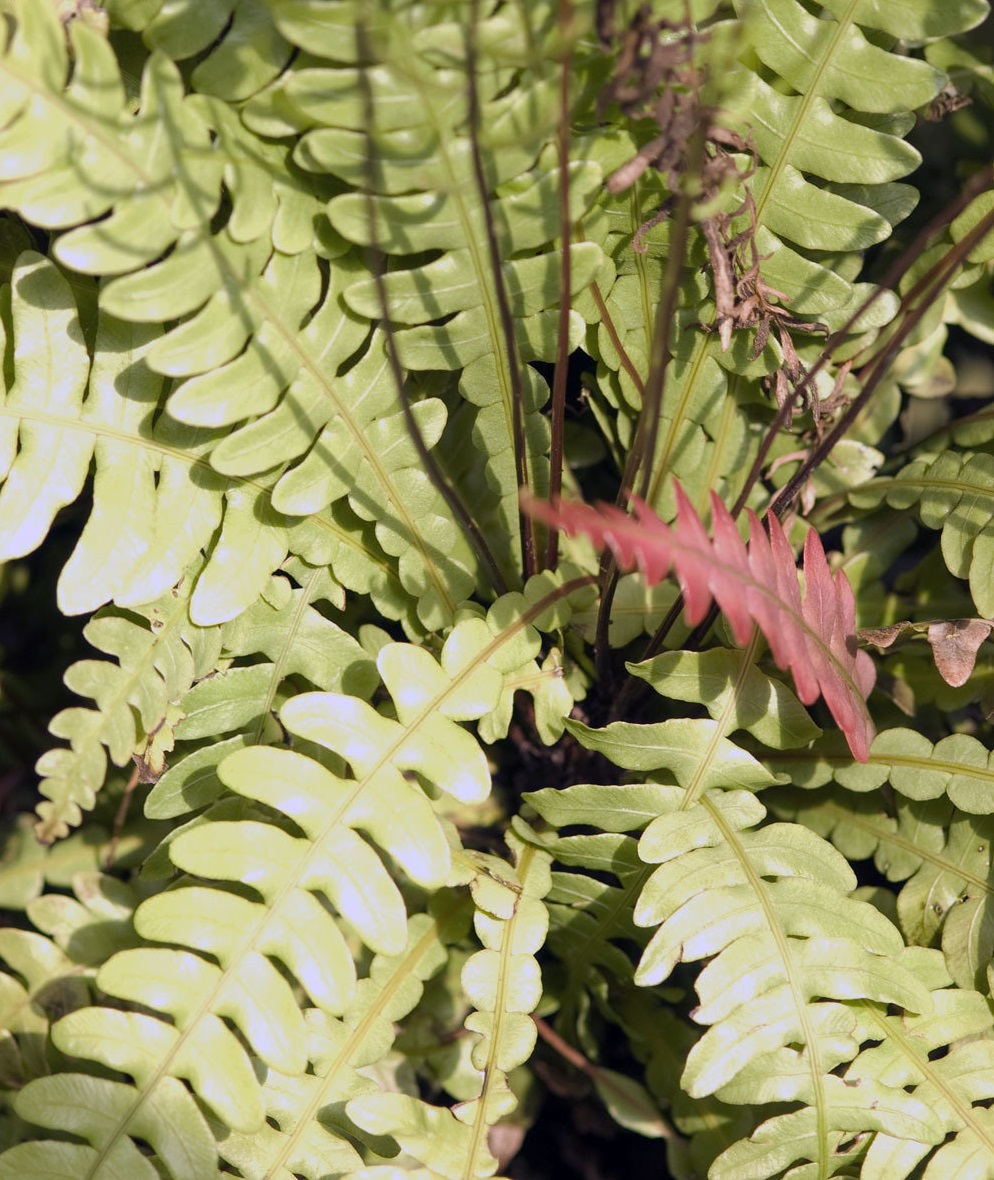 Austroblechnum Species, Tropical Fern