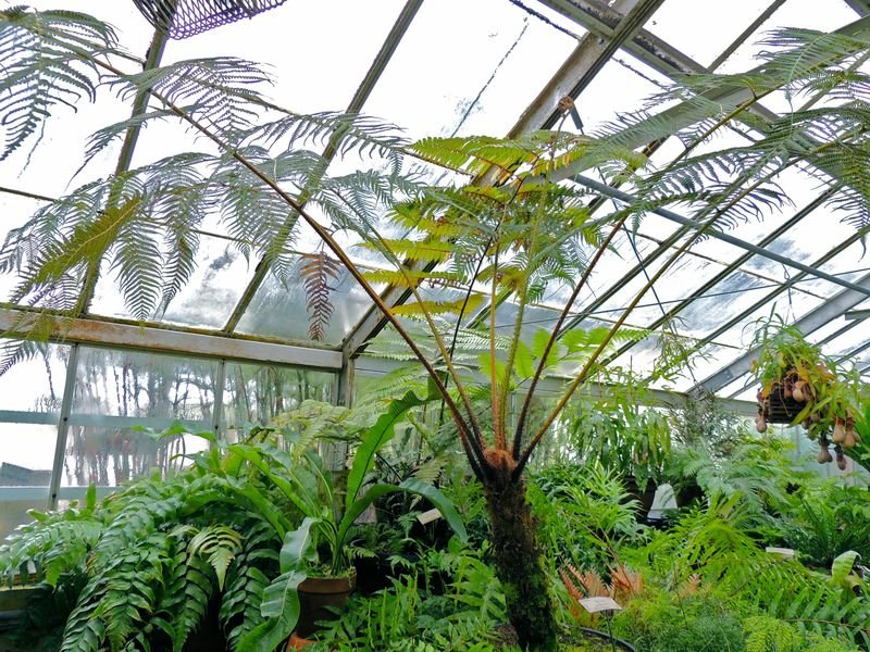 Cyathea Species, Scaly Tree Fern Cyathea poeppigii