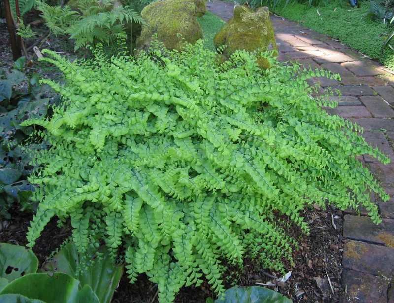 Tracys Maidenhair Fern