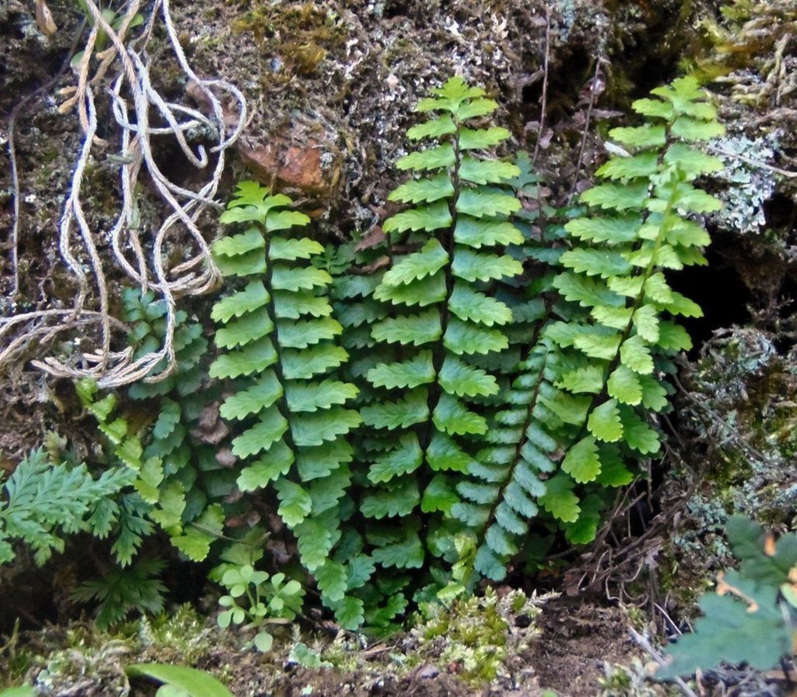 Asplenium Species, Western Spleenwort
