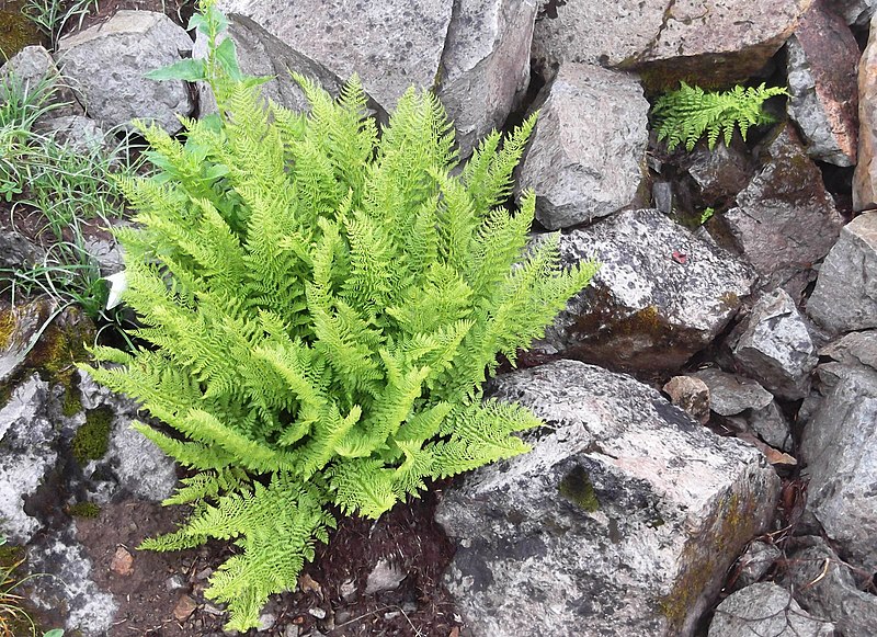 Athyrium Species, Alpine Ladyfern