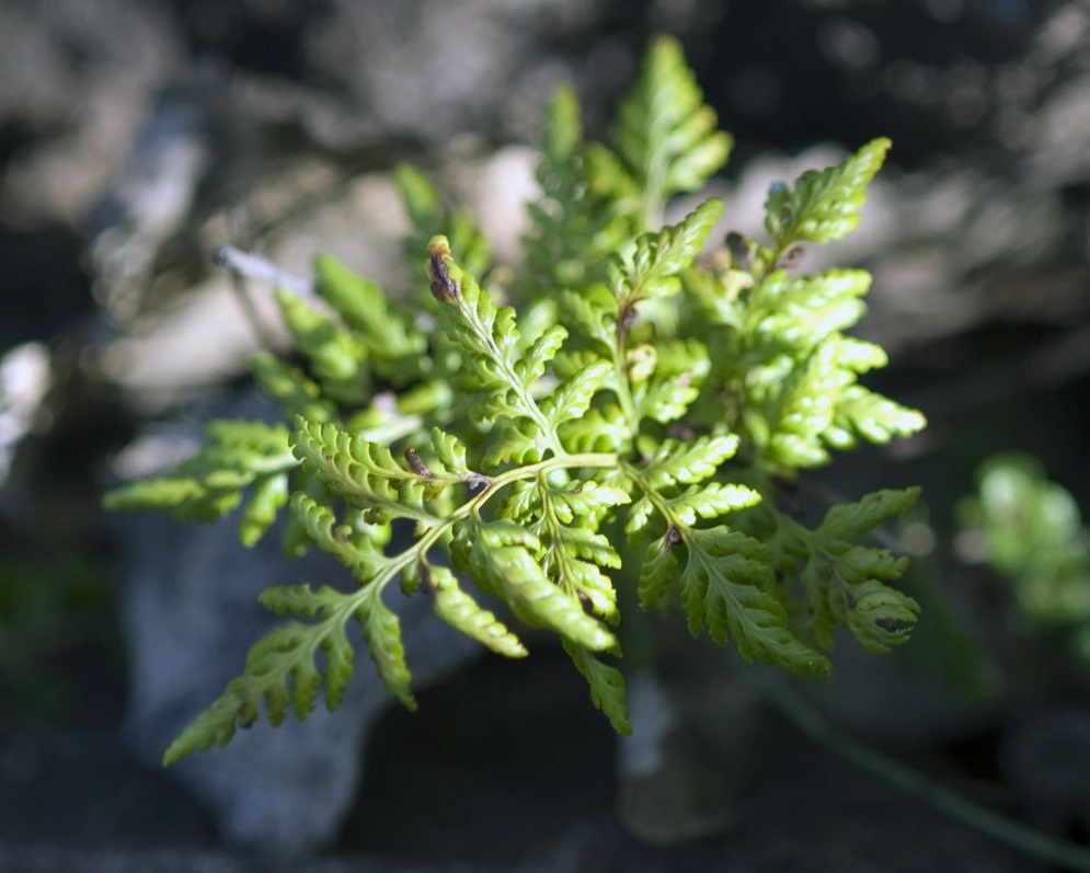 Aspidotis Species, California Lacefern
