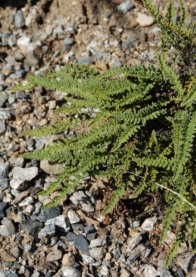 Myriopteris Species, Lace Lipfern