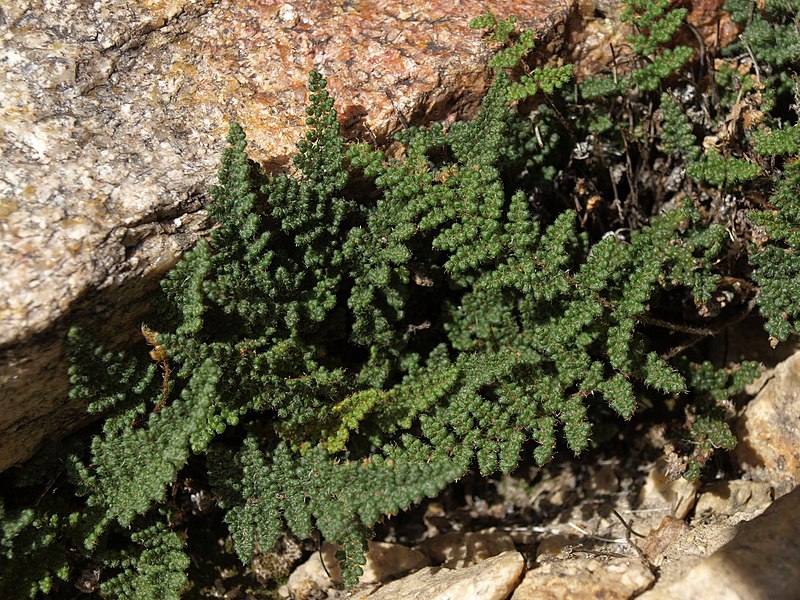 Myriopteris Species, Coastal Lipfern