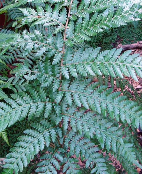Dicksonia Species, St Helena Tree Fern